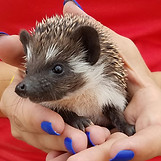 Hedgehog Supplies.jpg